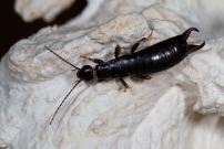 Pince oreille noir. Un mle (Dermaptre - Anisolabididae - Euborellia moesta)
